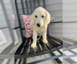 Small Photo #3 English Cream Golden Retriever Puppy For Sale in FRANKLINTON, NC, USA
