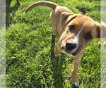 Small #4 Mutt