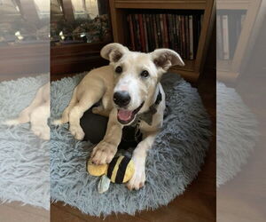 Great Pyrenees-Unknown Mix Dogs for adoption in The Woodlands, TX, USA