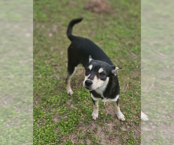 Medium Photo #2 Rat Terrier-Unknown Mix Puppy For Sale in Cranston, RI, USA