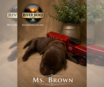 Small Photo #5 Labrador Retriever Puppy For Sale in WHITNEY, TX, USA