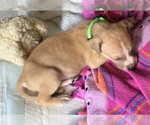 Mutt Dogs for adoption in Holly Springs, NC, USA