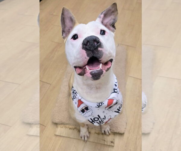 Medium Photo #2 American Bulldog-Labrador Retriever Mix Puppy For Sale in Rockaway, NJ, USA