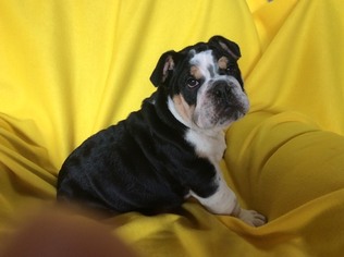 English Bulldog Puppy for sale in EPHRATA, PA, USA