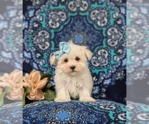 Maltese Puppy for sale in OXFORD, PA, USA