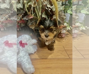 Poodle (Toy)-Yorkshire Terrier Mix Puppy for Sale in MOUNT CLEMENS, Michigan USA