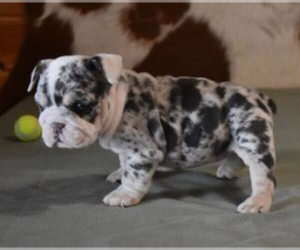 Medium Photo #6 English Bulldog Puppy For Sale in MARSHFIELD, MO, USA