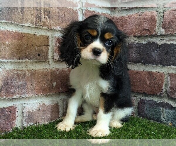 Medium Photo #3 Cavalier King Charles Spaniel Puppy For Sale in MOBERLY, MO, USA