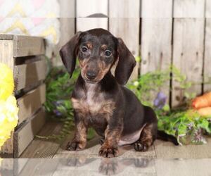Dachshund Puppy for sale in MOUNT VERNON, OH, USA