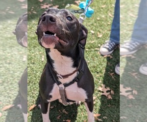 Neriah - Louisiana Litter - Female Mutt Dog for Adoption - Photo #3