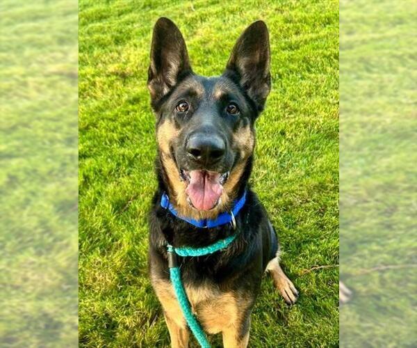 Medium Photo #1 German Shepherd Dog Puppy For Sale in Sacramento, CA, USA