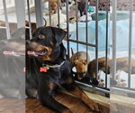 Small #1 Rottweiler Mix