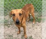 Small #1 Labrador Retriever-Rhodesian Ridgeback Mix