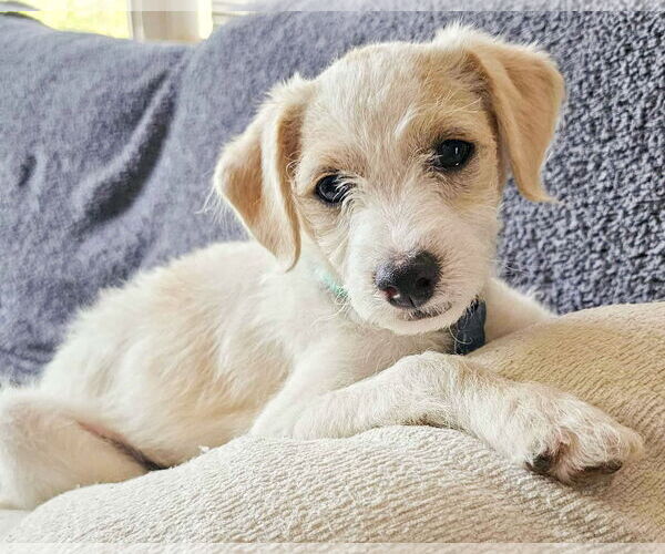 Medium Photo #2 Mutt Puppy For Sale in Corona, CA, USA