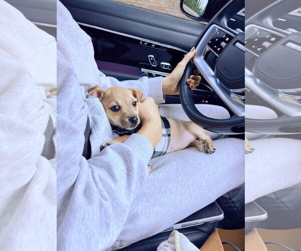 Medium Photo #16 Chihuahua-Unknown Mix Puppy For Sale in Corona, CA, USA