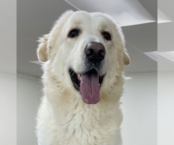 Medium Photo #1 Great Pyrenees Puppy For Sale in Marina Del Rey, CA, USA