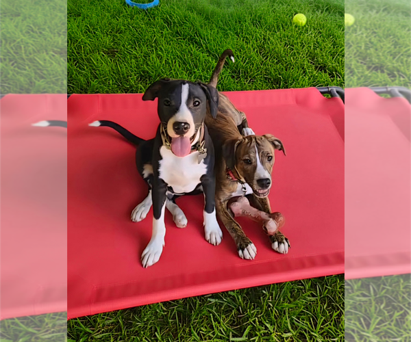 Medium Photo #6 Border Collie-Unknown Mix Puppy For Sale in Holly Springs, NC, USA