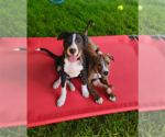 Small #5 Border Collie Mix