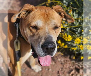 Sampson - Male Labrador Retriever-Rhodesian Ridgeback Mix Dog for Adoption - Photo #5
