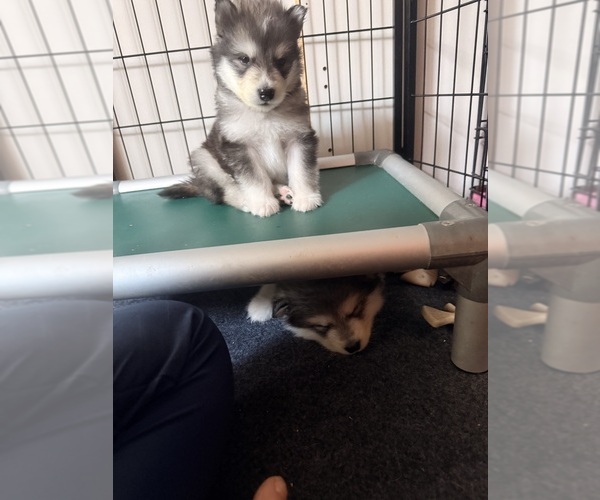 Medium Photo #10 Alaskan Malamute Puppy For Sale in ORINDA, CA, USA
