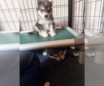 Small #9 Alaskan Malamute