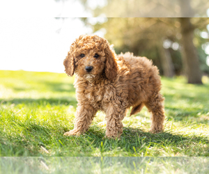 Poodle (Miniature) Puppy for sale in SHIPSHEWANA, IN, USA