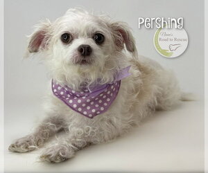 Chi-Poo (Miniature) Dogs for adoption in Benton, LA, USA