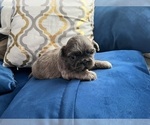 Small #6 Shih Tzu