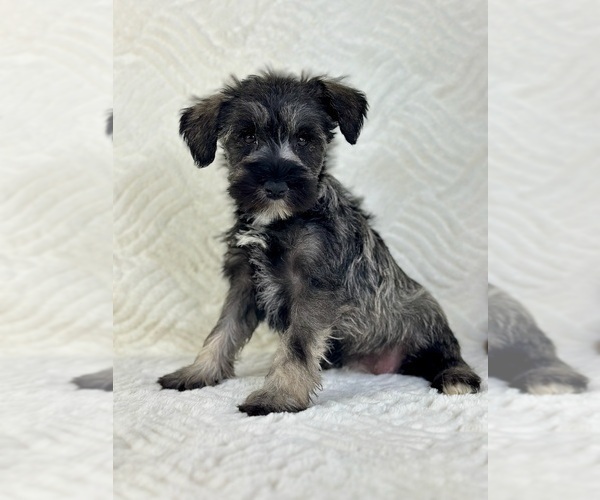Medium Photo #3 Schnauzer (Miniature) Puppy For Sale in GREENFIELD, IN, USA