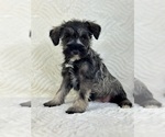 Small #2 Schnauzer (Miniature)