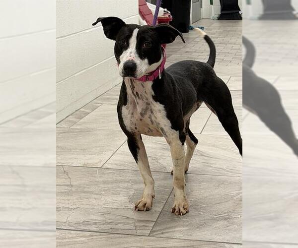 Medium Photo #1 American Staffordshire Terrier-Border Collie Mix Puppy For Sale in Canfield, OH, USA