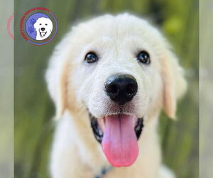 Great Pyrenees Dogs for adoption in Spring, TX, USA