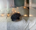 Small Photo #2 Labrador Retriever Puppy For Sale in DIMOCK, SD, USA