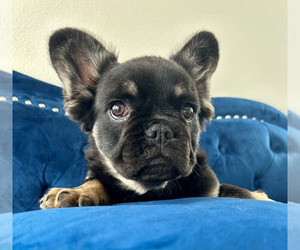 French Bulldog Puppy for sale in SAN FRANCISCO, CA, USA