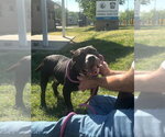 Small #1 Bulldog Mix