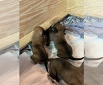 Small Photo #7 Belgian Malinois Puppy For Sale in LOS ANGELES, CA, USA