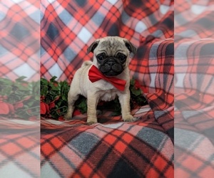 Pug Puppy for sale in RISING SUN, MD, USA