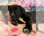 Small #3 Mutt