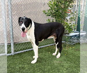 Great Dane Dogs for adoption in Downey, CA, USA