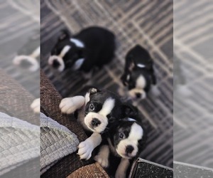 Boston Terrier Puppy for Sale in SILVER LAKE, Wisconsin USA