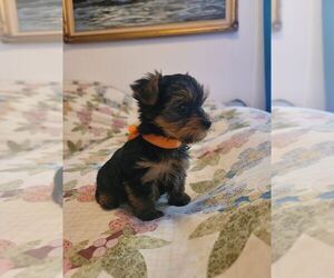 Yorkshire Terrier Dogs for adoption in CEDAREDGE, CO, USA