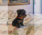 Small Photo #1 Yorkshire Terrier Puppy For Sale in CEDAREDGE, CO, USA
