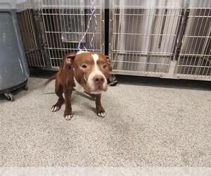 American Pit Bull Terrier Dogs for adoption in Houston, TX, USA