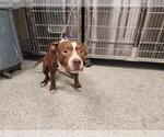 Small American Pit Bull Terrier