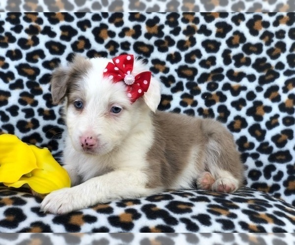 Medium Photo #8 Australian Shepherd Puppy For Sale in LAKELAND, FL, USA