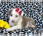 Small Photo #8 Australian Shepherd Puppy For Sale in LAKELAND, FL, USA