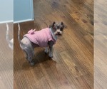 Brownie - Female Poodle (Miniature)-Poodle (Toy) Mix Dog for Adoption - Small photo