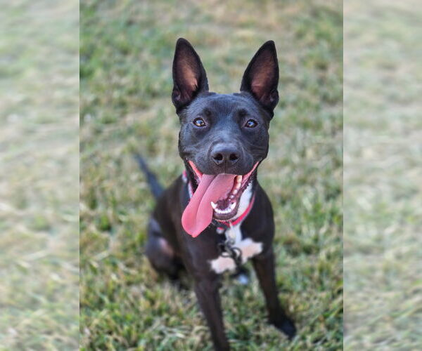 Medium Photo #6 Labrador Retriever-Unknown Mix Puppy For Sale in The Woodlands, TX, USA