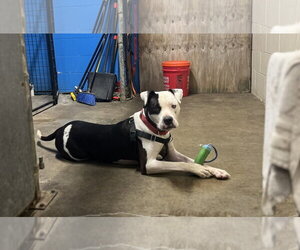 Auggie (Spot) - Male Mutt Dog for Adoption - Photo #3