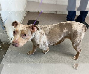 Bulldog-Unknown Mix Dogs for adoption in San Bernardino, CA, USA
